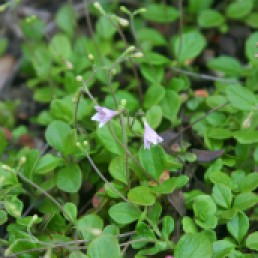 Linnaea borealis (2)